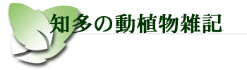 m̓AGL